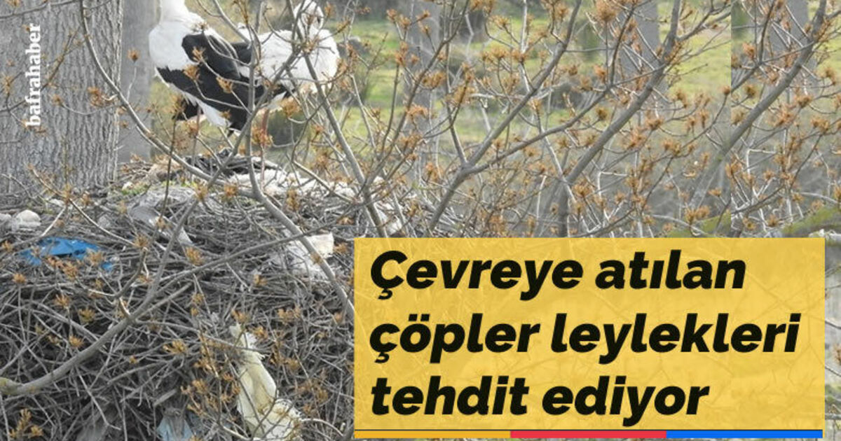Çevreye atılan çöpler leylekleri tehdit ediyor