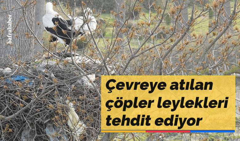 Çevreye atılan çöpler leylekleri tehdit ediyor - Samsun’un Bafra ilçesindeki Kızılırmak Deltası Kuş Cenneti’nde bulunan Leylek Ormanı’ndaki leylek yuvalarına, leylekler tarafından taşınan çöpler tehdit oluşturuyor.