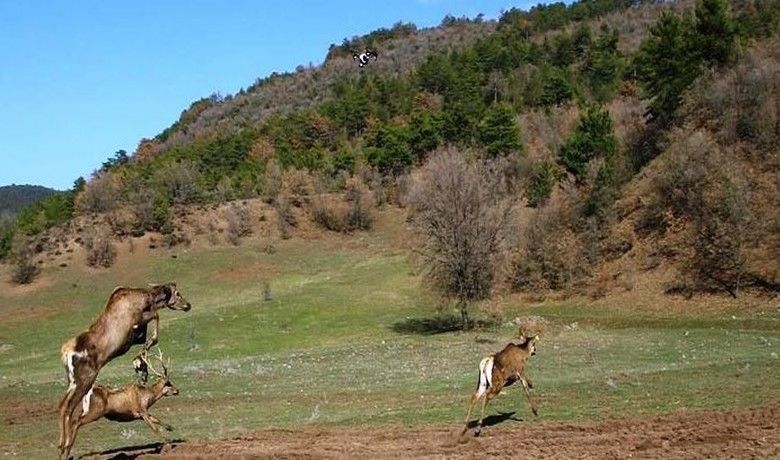Kızıl geyiklerin doğaya bırakılma sevinci
 - Samsun Vezirköprü Kunduz Geyik Üretme İstasyonu’ndan alınan 8 adet kızılgeyik, doğaya bırakılma sevinci yaşadı.