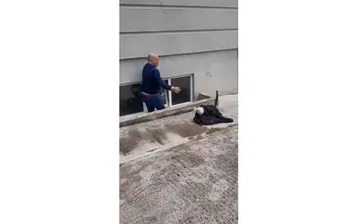 Pencereye sıkışan kedi kurtarıldı
