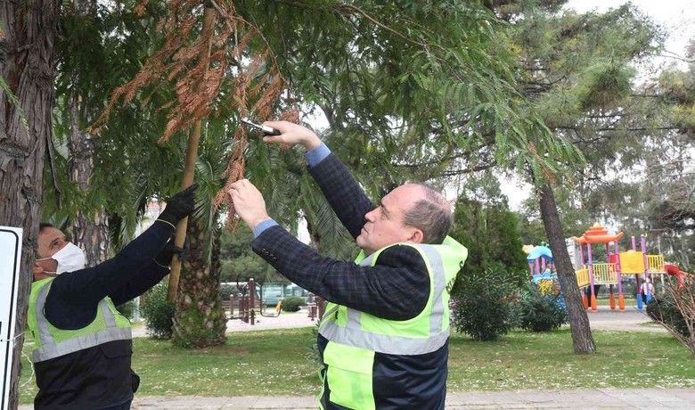 Tarihi ağaçların ömrüne ömür katıyorlar
 - Samsun Büyükşehir Belediyesi Park ve Bahçeler Dairesi Başkanlığı Samsun’da bulunan ağaçları bakıma aldı. Öncelikle Muzaffer Önder Parkı’ndaki 12 sekoya ağacının zemininde güçlendirme yapıldı.  Ağaçların zemininde açılan deliklerle su ve gübre verildi. Ardından da ponza taşı kullanarak zemin sağlamlaştırıldı.