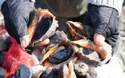 Hayvansal ürün ihracatından 42,2 milyon döviz
