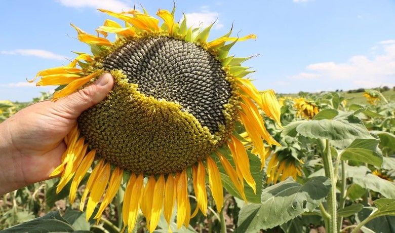 Samsun’da tarım ve hayvancılık projeleri