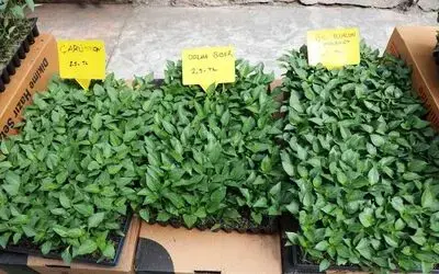 Balkonda bile yetişen sebze fidelerine ilgi arttı

