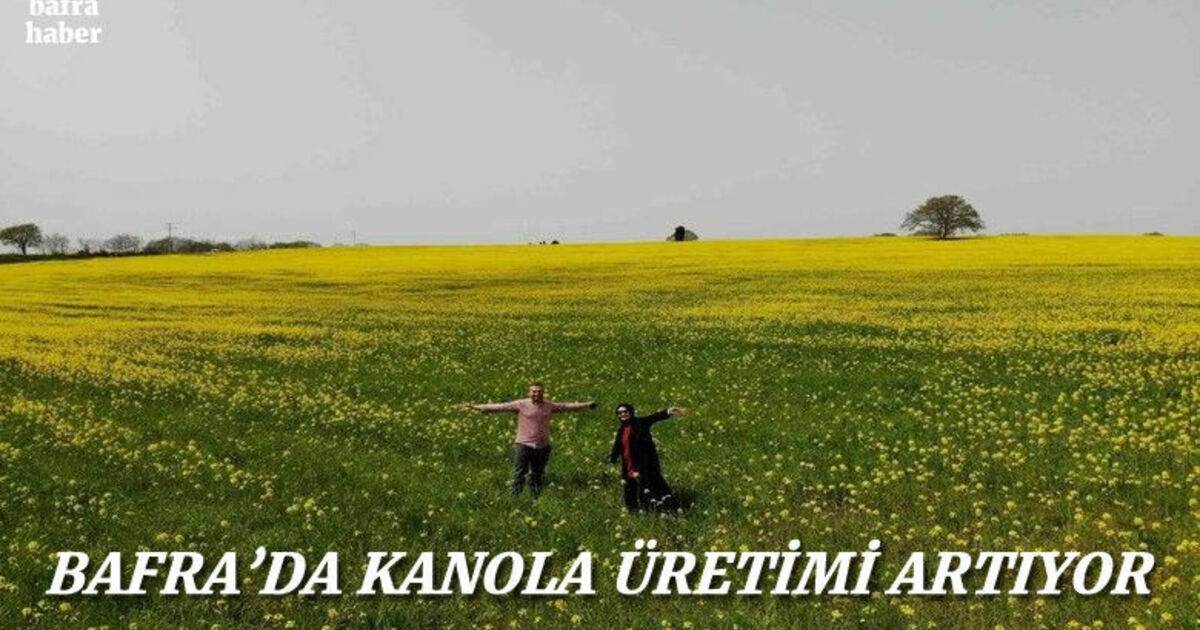 Bafra'da Kanola üretimi artıyor!