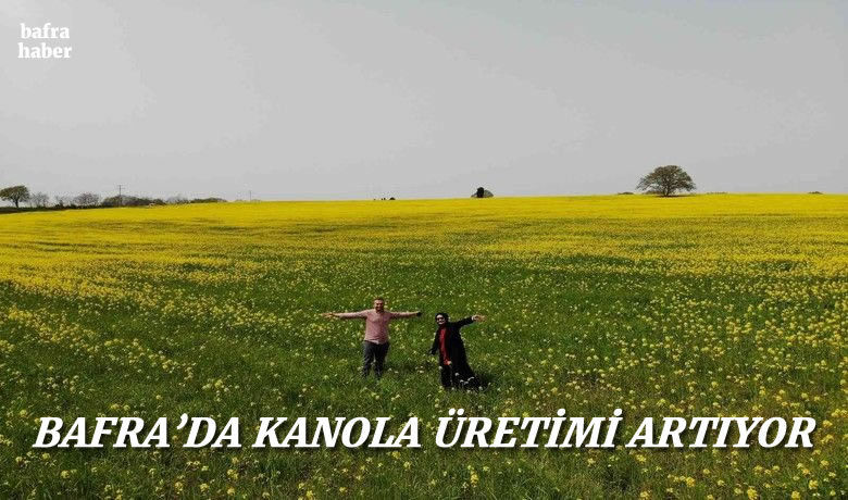 Yüzde 50 yağ oranınasahip kanolanın üretimi katlanarak artacak