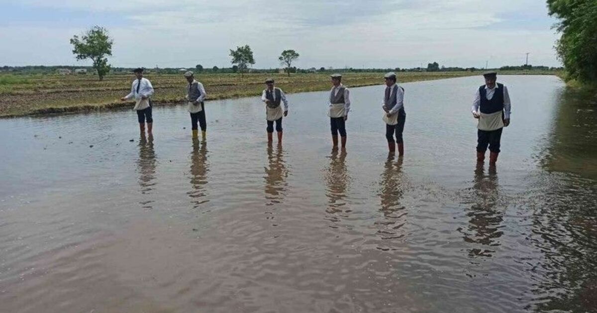 Protokol çeltik ekti