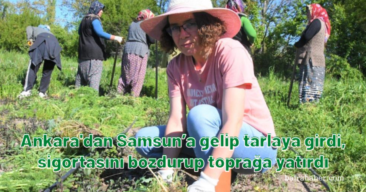 Ankara’dan Samsun’a gelip tarlaya girdi, sigortasını bozdurup toprağa yatırdı