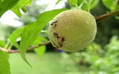 Şeftalide doğu meyve güvesi tehlikesi: "Yoğun miktarda rastlandı"
