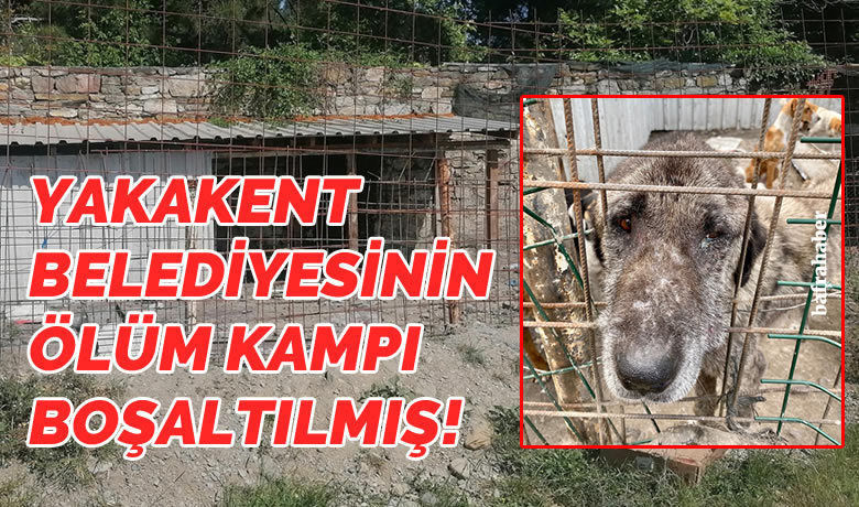 Yakakent Belediyesinin Ölüm Kampı Boşaltılmış! - Samsun’un Yakakent ilçesinde belediye tarafından ölüme terkedilen köpeklerin barınağı boşaltıldı. 