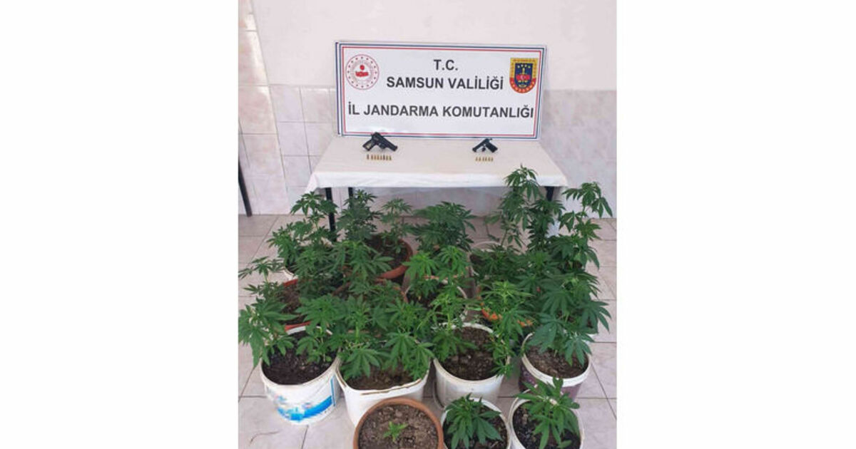 Bafra’da 30 Kök Kenevir ve 2 Adet Ruhsatsız Tabanca Ele Geçirildi