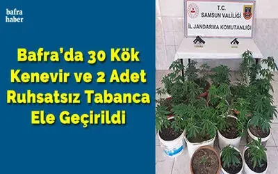 Bafra’da 30 Kök Kenevir ve 2 Adet Ruhsatsız Tabanca Ele Geçirildi