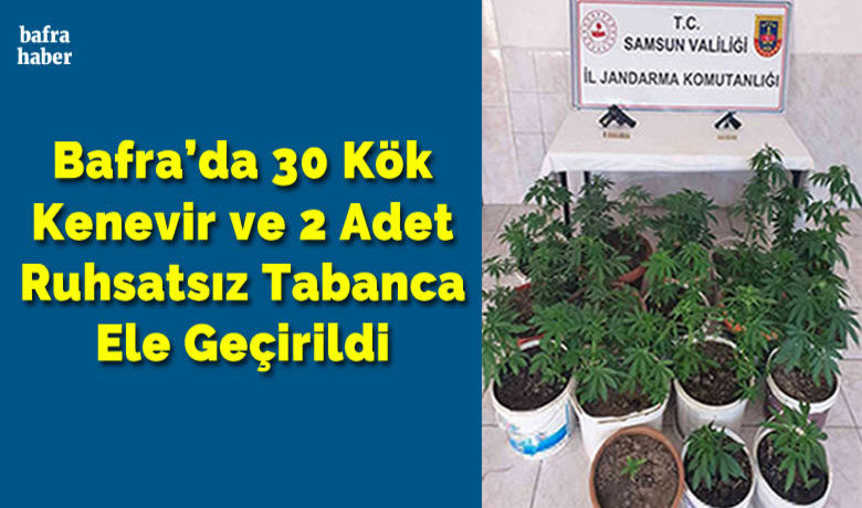 Bafra’da 30 Kök Kenevir ve2 Adet Ruhsatsız Tabanca Ele Geçirildi