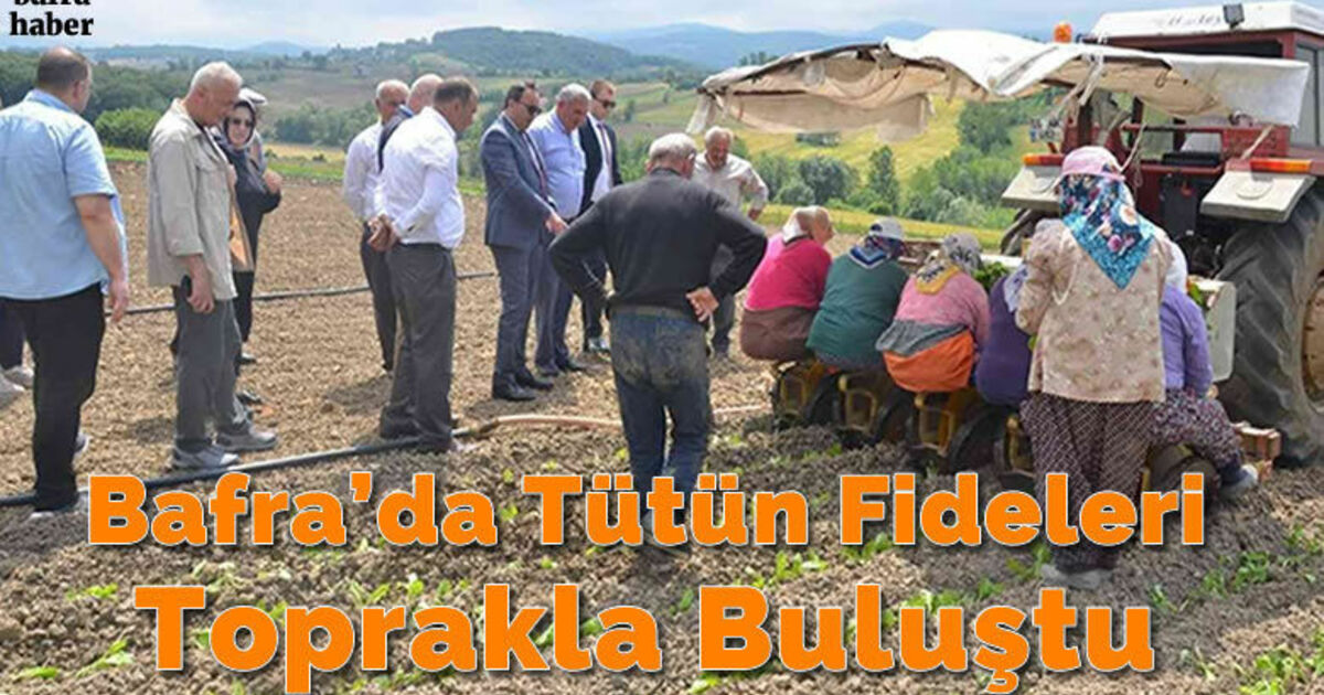 Bafra’da tütün fideleri toprakla buluştu