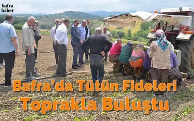 Bafra’da tütün fideleri toprakla buluştu
