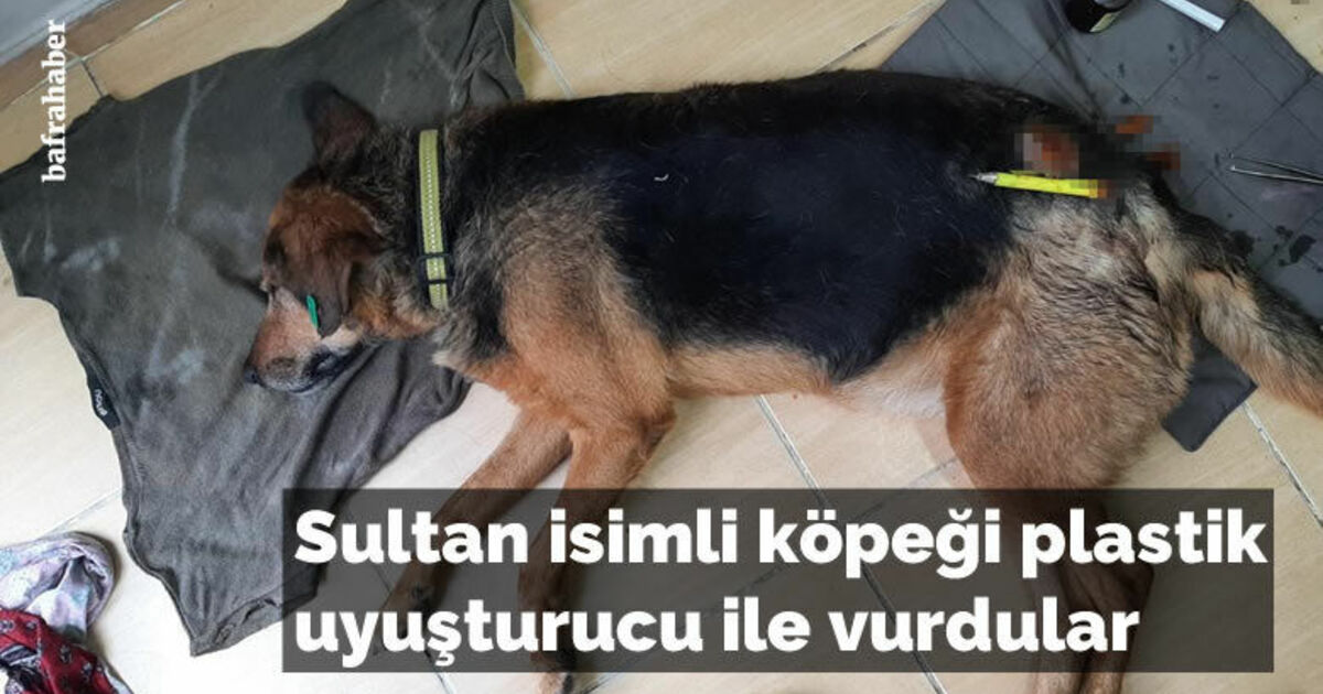 Sultan isimli köpeği plastik uyuşturucu ile vurdular