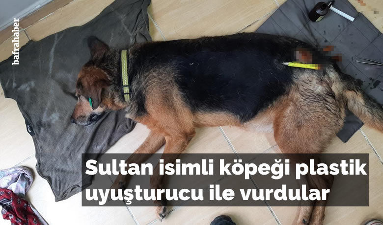 Sultan isimli köpeği plastik uyuşturucu ile vurdular
