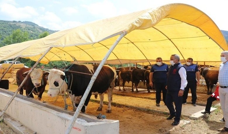 Kurbanlık hayvan alış, satışve kesimlerinde dikkat edilecek hususlar - Samsun İl Tarım ve Orman Müdürü İbrahim Sağlam, kurbanlık alırken sığır ve manda ile koyun ve keçinin küpesinin olup olmadığına mutlaka bakılması, hasta ve gebe hayvanların alınmaması, hayvan varlığının devamı açısından öncelikle erkek hayvanların tercih edilmesi, bakanlıkça belirlenen yasak ve kısıtlamalara uyulması gerektiğini söyledi.