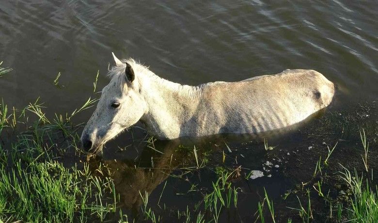 Dereye düşen at 3 gün sonra kurtarıldı
 - Samsun’da düştüğü derede 3 gün mahsur kalan at, ekiplerin saatler süren çalışması sonucu kurtarıldı.