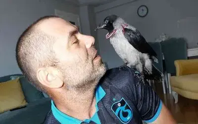 Arazide bulduğu yavru kargaya sahip çıktı, evinde bekliyor
