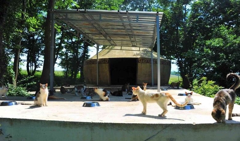 Kasabalı kedilere ‘oba’ konforu
 - Samsun Büyükşehir Belediyesi, doğal ortamda yaşam süren sahipsiz kedilerin konforunu 10 dönümlük kasaba içerisinde “oba” kurarak artırdı.
