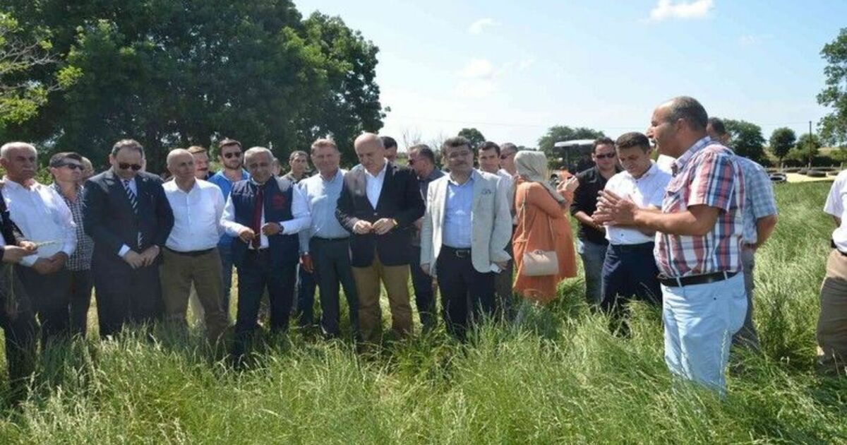 İlkadım Çeşidi İtalyan Çimi Yem Bitkisi Yetiştiriciliği Tarla Günü