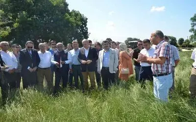 İlkadım Çeşidi İtalyan Çimi Yem Bitkisi Yetiştiriciliği Tarla Günü