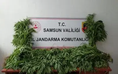 Samsun’da jandarma tarafından kubar esrar ve tarlada ekili kenevir ele geçirildi
