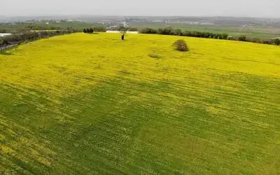 Samsun’da kanola ekimi yaygınlaştırılacak