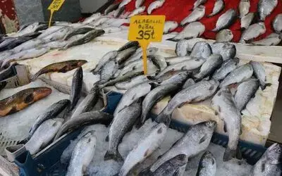 Balıkçılar yeni sezonu iple çekiyor
