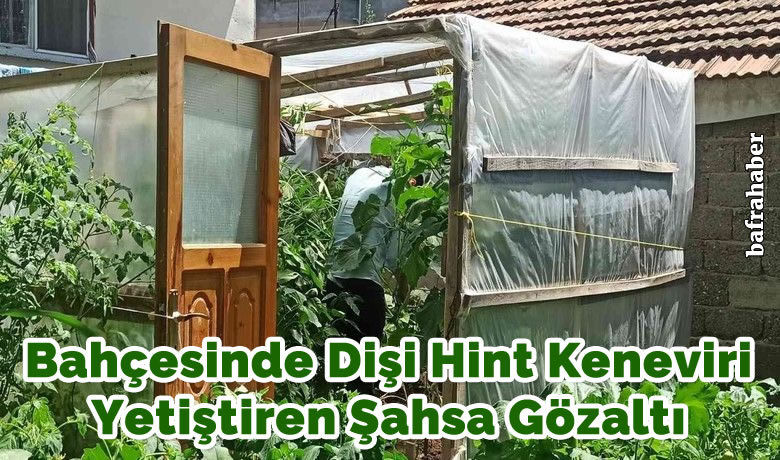 Bahçesinde dişi Hint keneviri yetiştiren şahsa gözaltı