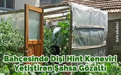 Bahçesinde dişi Hint keneviri yetiştiren şahsa gözaltı