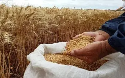 Samsun tarımda ipi göğüslüyor
