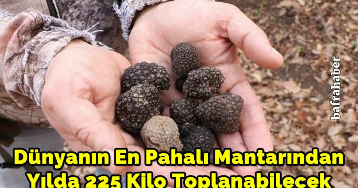Dünyanın en pahalı mantarından yılda 225 kilo toplanabilecek
