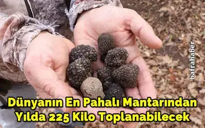 Dünyanın en pahalı mantarından yılda 225 kilo toplanabilecek