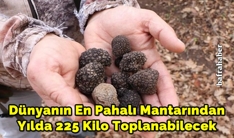 Dünyanın en pahalı mantarındanyılda 225 kilo toplanabilecek