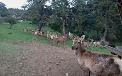 8 geyik üretilerek doğaya salındı
