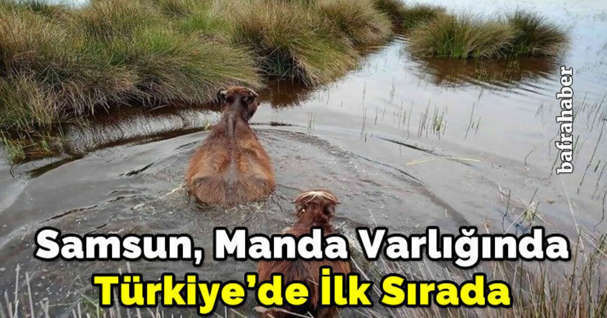Samsun, manda varlığında Türkiye’de ilk sırada