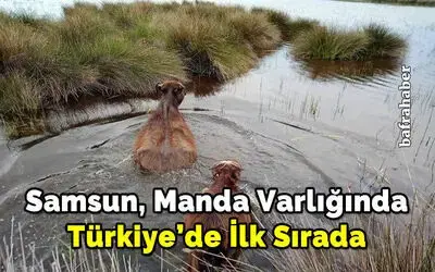 Samsun, manda varlığında Türkiye’de ilk sırada