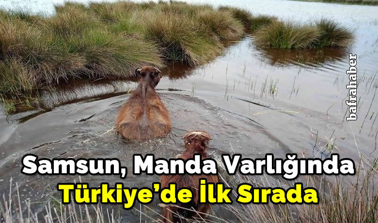 Samsun, manda varlığında Türkiye’de ilk sırada