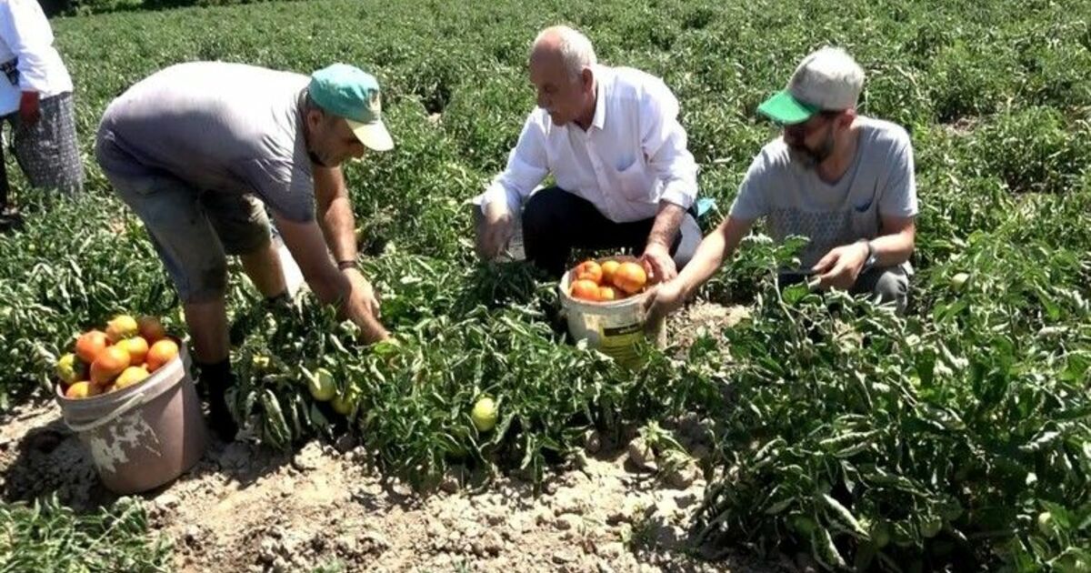 Bafra Ovası’nda domates hasadı başladı