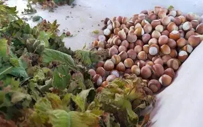Samsun’da bu yıl fındıkta rekolte tahmini 112 bin 500 ton
