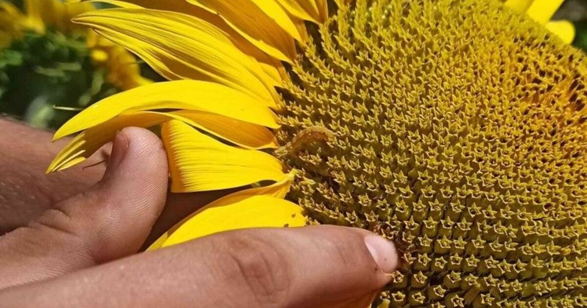 Bafra’da ayçiçeği tarlalarında tırtıl görüldü
