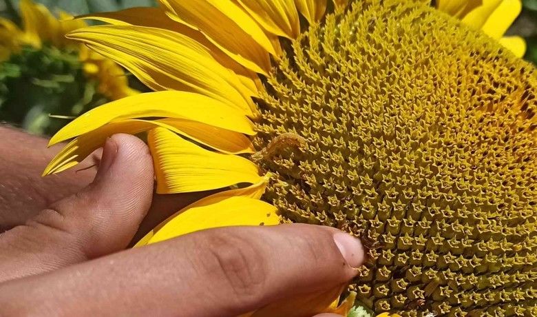 Bafra’da ayçiçeği tarlalarında tırtıl görüldü
 - Samsun’un Bafra ilçesinde ayçiçeği tarlalarında görülen tırtıl üreticileri alarma geçirdi. Üreticiler tırtılının ayçiçeğine büyük zarar verdiğini belirterek mücadele için yardım istediler.