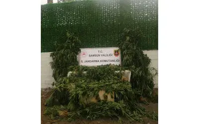 jandarmadan mısır tarlasına kenevir operasyonu: 1 gözaltı
