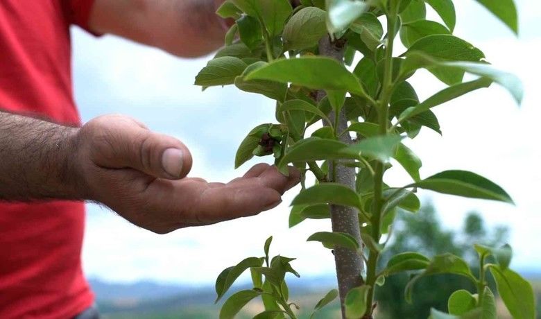 2 bin 400 ‘Cennet Meyvesi Fidanı’ desteği
 - Samsun Büyükşehir Belediyesi, il genelinde tarımsal faaliyetleri yaygınlaştırmaya yönelik çalışmaları çerçevesinde 2 bin 400 ‘Cennet Meyvesi Fidanı’ desteği verdi.