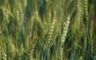 Üreticilere 3,5 ton buğday tohumu desteği
