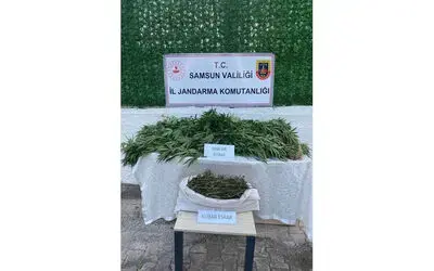 Mısır tarlasında kenevir bitkisi ve kubar esrar ele geçirildi
