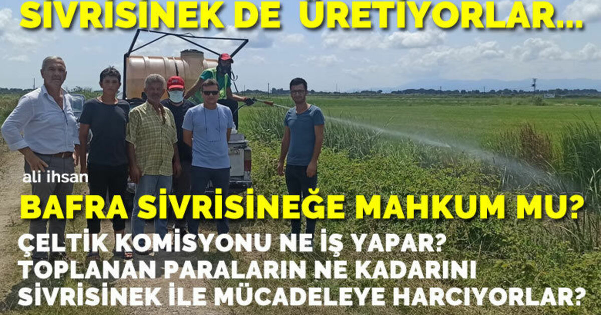 Çeltik İle Beraber Sivrisinek De Üretiyorlar!