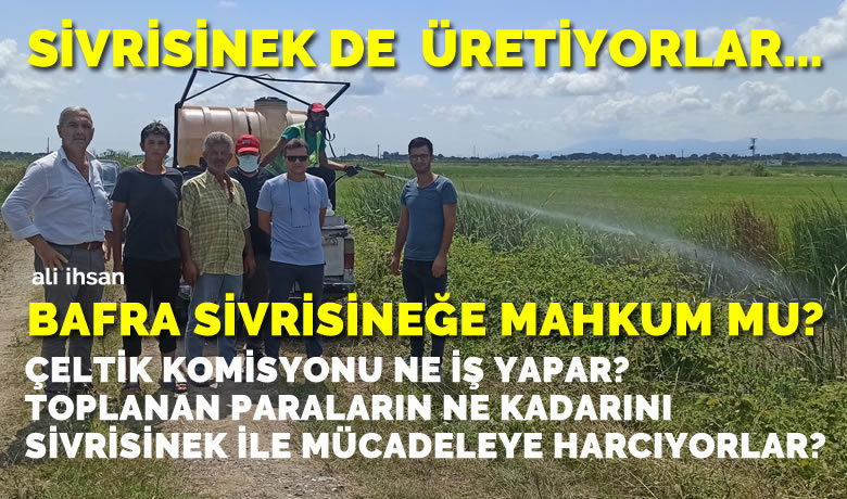 Çeltik İle Beraber Sivrisinek De Üretiyorlar! - Önümüzdeki yıllarda Bafra’nın en büyük sorunlarından biri sivrisinek olacak gibi görünüyor.